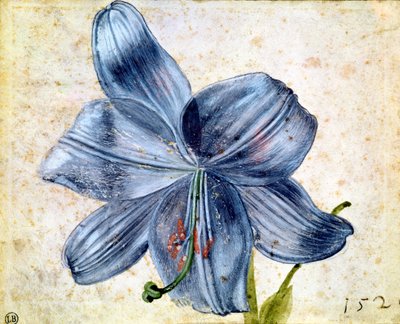 Study of a Lily, 1526 by Albrecht Dürer